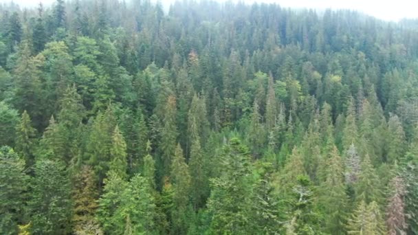 Geniş Açı Karpat Dağları Nın Tepelerindeki Kozalaklı Ormanlara Yayılıyor Açık — Stok video