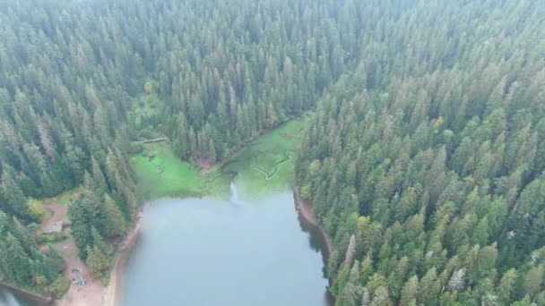 Witte Mist Boven Het Synevyrmeer Altijd Groene Naaldbomen Karpaten Breed — Stockvideo