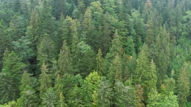 Przechylające Się Ujęcie Zielonych Drzew Rosnących Karpatach Szeroki Widok Lotu — Wideo stockowe