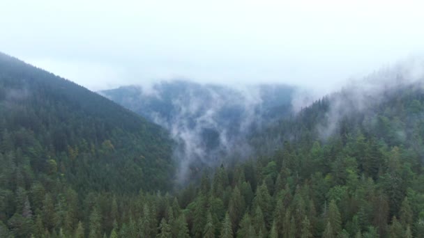 Niebla Blanca Subiendo Entre Colinas Las Montañas Cárpatos Mañana Nublada — Vídeo de stock