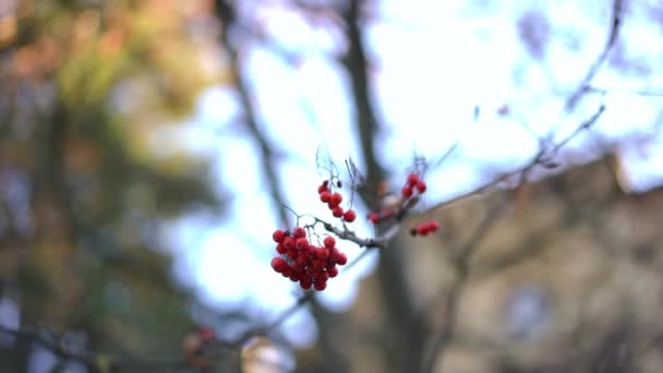 屋外の秋の木の葉のない枝に近いビブラムベリー 曇りの日に庭でぶら下がっているビタミンの健康的な果物を閉じます — ストック動画