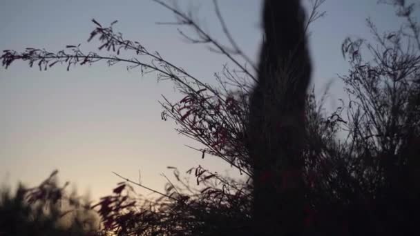 Zbliżenie Krzak Sylwetka Drzewo Przy Tło Zmierzch Zachód Słońca Cyprze — Wideo stockowe