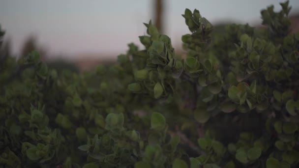Зелене Листя Сутінках Кіпрі Рослина Розростається Сутінках Увечері — стокове відео