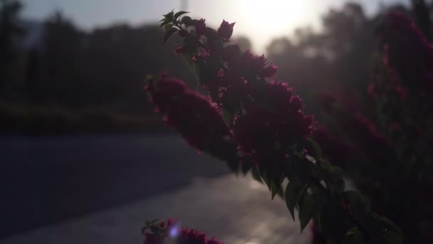 Фиолетовые Цветы Зеленом Кусте Утренние Солнечные Лучи Открытом Воздухе Крупный — стоковое видео