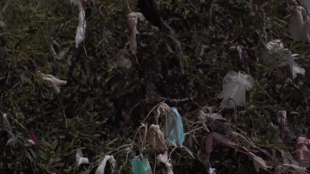 Zblízka Odpadkový Koš Zelené Rostlině Vyvěrá Ven Detailní Vrh Keřích — Stock video