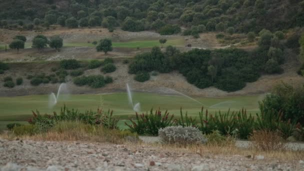 Amplio Campo Golf Tiro Con Aspersores Regar Césped Prado Pequeños — Vídeos de Stock