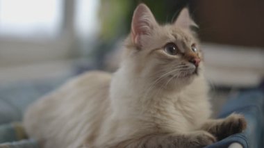 Pofuduk kedi yavrusu temiz çamaşırların üzerine yatıp dışarı bakıyor. Evde dinlenen gri gözlü, bej bir hayvanın portresi.