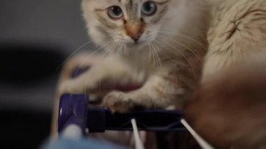 Canlı kamera hayvanları takip ederken kürklü kedi yavaş çekimde ayağa kalkıyor. Gri gözlü tüylü yavru kedinin yan görüntüsü. İçeriye bakıyor.