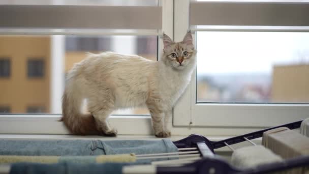 好奇的毛茸茸的小猫咪站在窗台上 目不转睛地看着镜头 慢慢地转过脸望向远方 家中可爱绒毛猫咪的肖像 — 图库视频影像