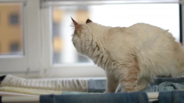 サイドビュードライラックできれいな洗濯に歩いて毛皮の猫の散歩やスローモーションで目を離してください 家の中でふわふわベージュのファウンドペットの肖像画 — ストック動画