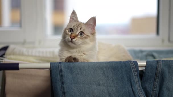 Portrait Relaxed Fluffy Kitten Looking Away Lying Laundry Drying Rack — Stock Video