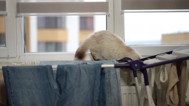 Happy Domestic Cat Walking Windowsill Radiator Laundry Rack Indoors Portrait — Stock Video
