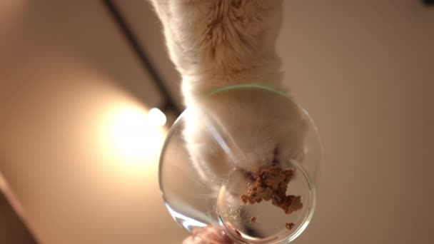 Onderhoek Uitzicht Transparante Glazen Schaal Met Kitten Eten Kattenvoer Slow — Stockvideo