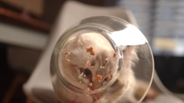猫が食べ物を舐める透明ボウルはおいしい食べ物を楽しんで残りの部分を閉じます 閉鎖Purebreeded子猫食べるで遅い動きに自宅で屋内 — ストック動画