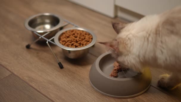 在地板上的特写猫盘子里 饥饿的小猫出现在右边 慢吞吞的 快乐毛茸茸的家养动物在家里享用猫粮 — 图库视频影像