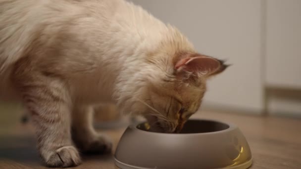 屋内でゆっくりとした動きでおいしい食べ物を噛むクローズアップ猫の嗅ぎ板 閉じるBeige Fown Pet食べる時家 — ストック動画