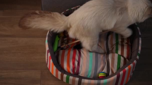 High Angle View Fluffy Kitten Walking Cat Bed Playing Toy — Stock Video