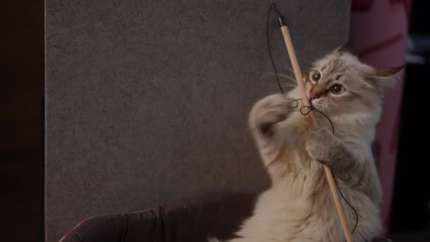 ふわふわの遊び心のある猫はスローモーションで糸でスティックをかむ 家の中でおもちゃで遊ぶ毛皮のような愛らしいペットの肖像画 — ストック動画