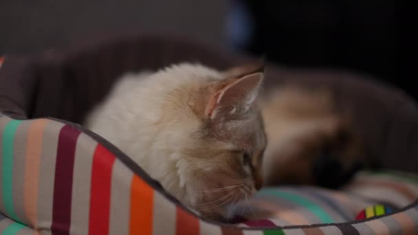 无忧无虑的无忧无虑的小猫咪躺在猫床上 慢吞吞地四处张望 家里可爱的毛茸茸的小鹿宠物 — 图库视频影像