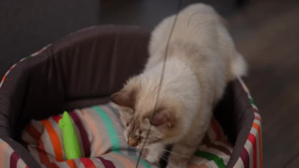 Juguete Mascota Primer Plano Hilo Con Gatito Esponjoso Saltando Cama — Vídeos de Stock