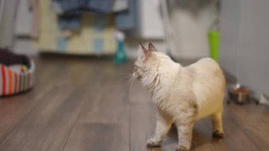 Tüylü bej kedi oyuncağı izliyor ve oturma odasında ağır çekimde yürüyor. Tasasız, rahat evcil hayvan evde eğleniyor.