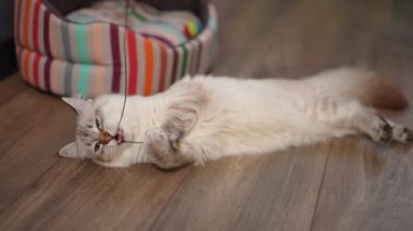 Yüksek açılı, etkin tüylü kedi parke zeminde iplikle oynuyor. Evde eğlenen şakacı yavru geyik yavrusu portresi.
