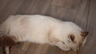Oyuncak kedi dövüşü, tahta zeminde yatan oyuncakları yakalamak. Evde oynayan tüylü kedi yavrusunun yüksek açılı portresi