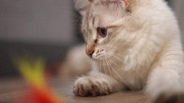 Yavru kedi yerde uzanıyor ve ağır çekimde ısıran oyuncakları yakalıyor. Pofuduk bej ev hayvanı.