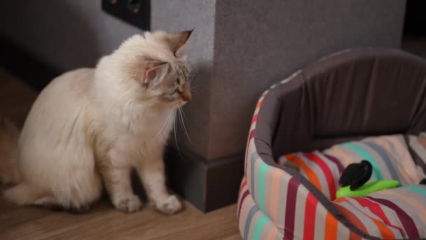 玩世不恭的小猫在猫床上从墙角跳了出来 慢动作地离开了 奇怪可爱的绒毛宠物在家里玩得很开心 — 图库视频影像