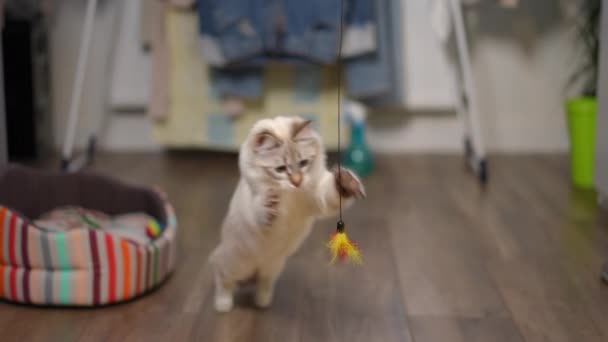 糸の葉でおもちゃをキャッチスローモーションで飛び上がる積極的な遊び心子猫 屋内で家で遊ぶ楽しみを持っている好奇心国内ペット — ストック動画