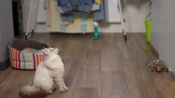 Boční Pohled Soustředěné Kotě Sledující Hračku Lov Nití Doma Zvědavé — Stock video