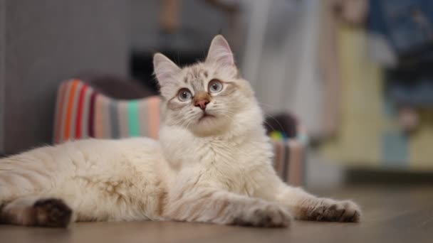 Béžová Světlovlasá Kočka Ležící Podlaze Dívající Kameru Zpomaleném Filmu Portrét — Stock video