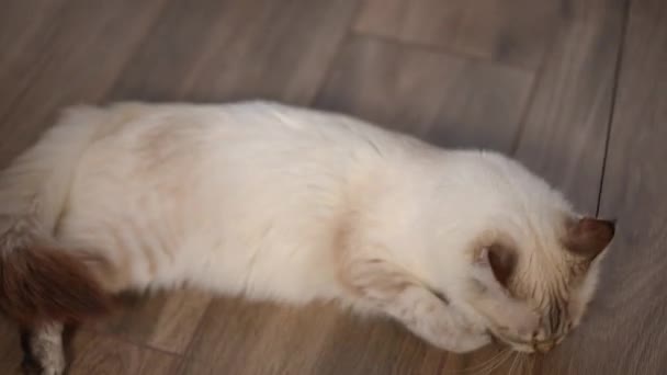 Hravá Kočka Bojující Chytání Hračka Ležící Dřevěné Podlaze Vysoký Úhel — Stock video