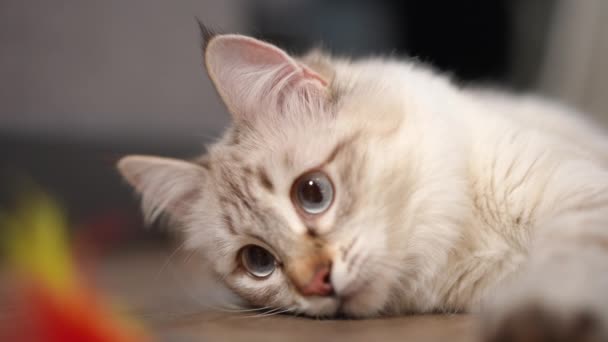 Detailní Tvář Bezstarostné Uvolněné Plavovlasé Kočky Ležící Podlaze Sledující Hračku — Stock video