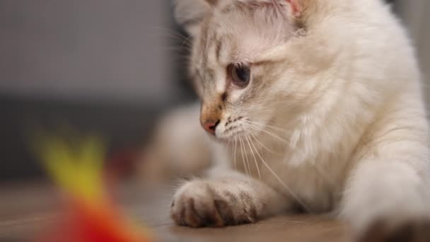 小猫咪躺在地板上 慢动作地捉弄咬人的玩具 毛绒绒的米黄色小鹿宠物在家里的室内 — 图库视频影像