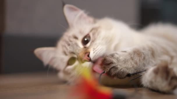 Fluffy Kitten Spelen Met Speelgoed Likken Poot Met Tong Slow — Stockvideo