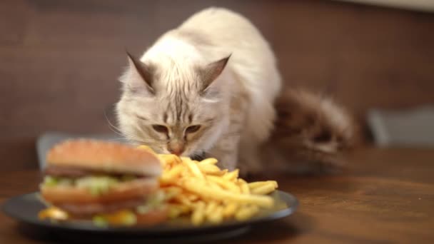 Urocze Kotki Liżące Frytki Talerzu Hamburgerem Zwolnionym Tempie Portret Puszystego — Wideo stockowe