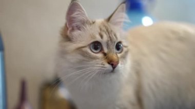 Gri gözlü, kapalı alanda duran bej bir kedi. Evde rahatlamış, kendine güvenen kedi yavrusunun yakın portresi.