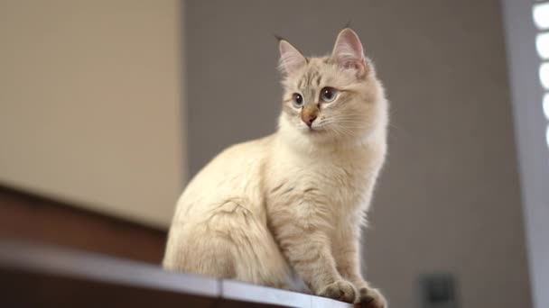 Široký Portrét Plavovlasé Čistokrevné Kočky Sedící Stole Pomalu Rozhlížející Chlupaté — Stock video