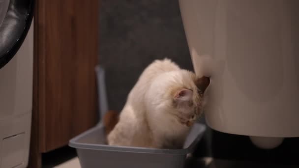 ふわふわの猫がバスルームのゴミ箱に座ってポップアップを隠す 家の中で家の中で見ている毛皮のようなベージュの牙子猫の肖像 — ストック動画