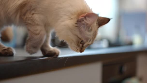 追踪镜头 好奇而自信的小猫在桌子上走着 慢动作地跳到地板上 可爱的家养宠物在家中散步的肖像 — 图库视频影像