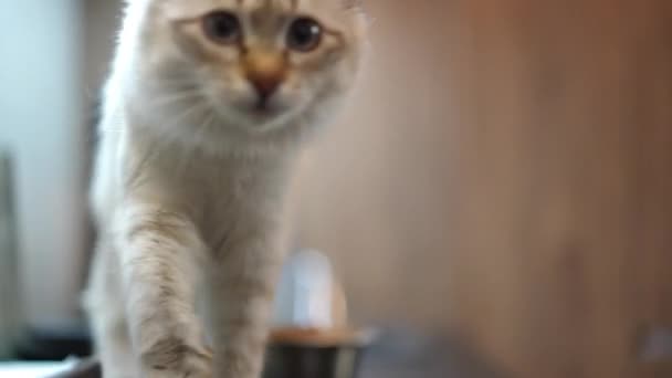 Gato Fofo Bege Curioso Andando Para Câmera Peitoril Janela Retrato — Vídeo de Stock