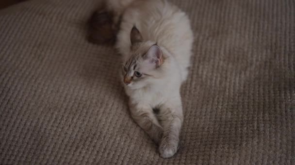 高角镜米色猫躺在柔软舒适的床上在家里 室内空气中充满自信可爱的家养宠物的画像 — 图库视频影像