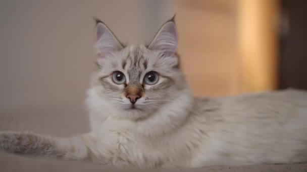 Portrét Sebevědomé Kočky Která Dívá Kamery Zpomaleně Otáčí Chlupaté Béžové — Stock video
