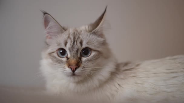 毛茸茸的猫面容凝视着镜头慢动作地转身离去 毛茸茸的米黄色小猫咪在室内摆姿势的特写 — 图库视频影像