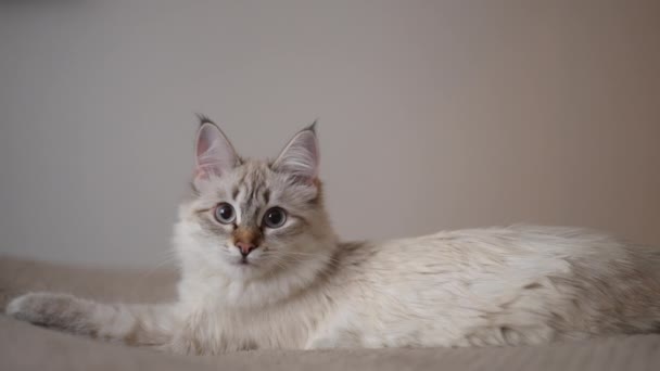 米色的猫 灰色的眼睛看着相机躺在舒适舒适的床上 小鹿毛绒绒小猫慢动作在卧室里摆姿势的画像 — 图库视频影像