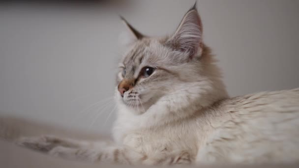 Вид Збоку Пухнаста Кішка Позіхає Повільному Русі Повертаючись Дивлячись Камеру — стокове відео