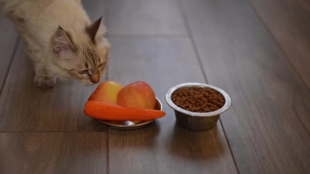 Close Gedroogde Kat Voedsel Appel Wortel Borden Met Kitten Invoeren — Stockvideo