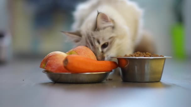前看宠物盘与干鲜的食物和模糊的猫吃慢动作 猫选择美味的水果和蔬菜 — 图库视频影像