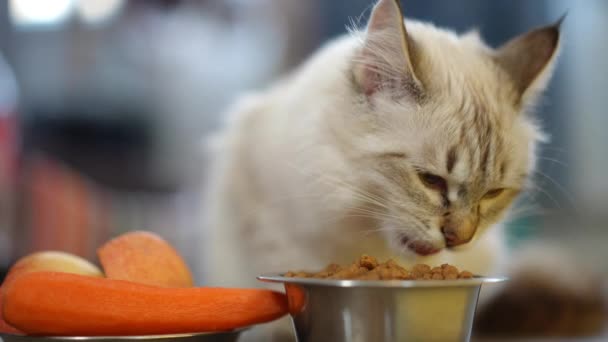 Fluffy Cat Eating Dry Food Carrot Apple Plate Aside Closeup — Stock Video